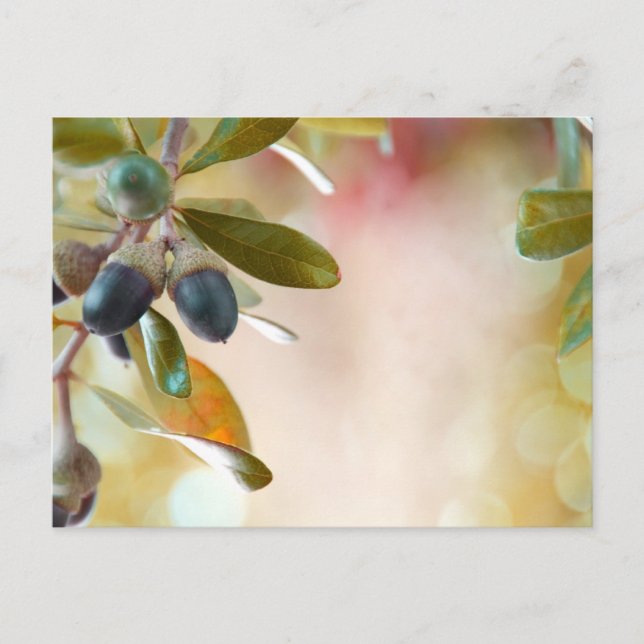 Acorns Postkarte (Vorderseite)