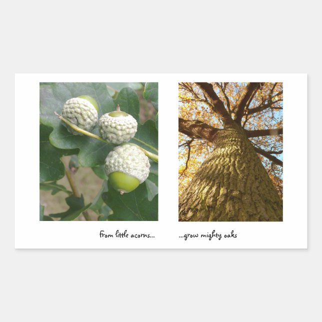 Acorns to Oaks Sticker (Vorderseite)