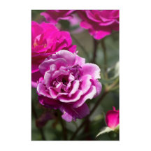 Acrylbild Schöne Rosen Fotografie