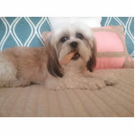 AcrylFotoskulpturandenken Freistehende Fotoskulptur<br><div class="desc">Einzigartiger Fotoausschnitt gemacht vom hohen Glanzacryl. Kommt mit Standard und kann in 3 Größen von 2x3,  von 12x18 oder von 8x10 bestellt werden. Entwerfen Sie Verbesserung besitzen ein einer netten Grafik. Auftrag in der Schlüsselkette,  Verzierungen oder stehen oben Tischplattenart.</div>