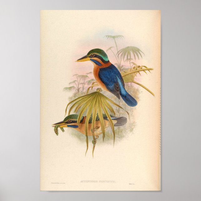 Actenoides Concretus Kingfisher Bird Poster (Vorne)