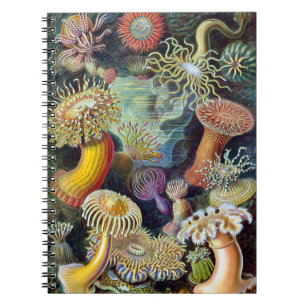 Actiniae durch Ernst Haeckel Notizblock