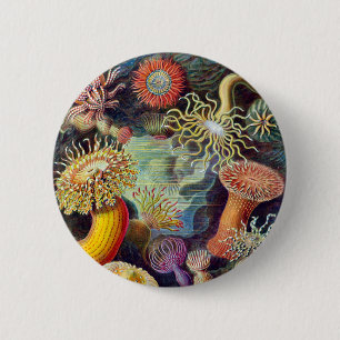 Actiniae Illustration, die Germa Ernst Haeckel Button