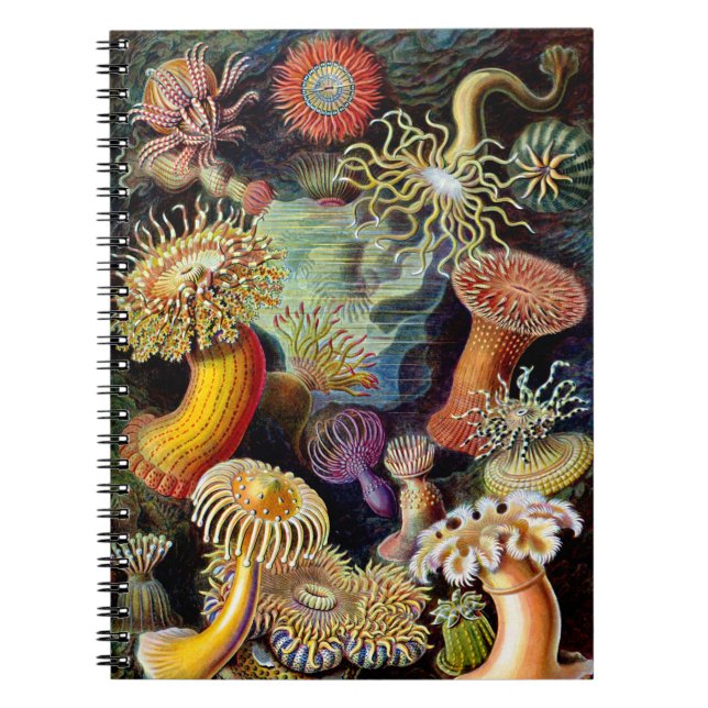 Actiniae von Ernst Haeckel Notebook Notizblock (Vorderseite)