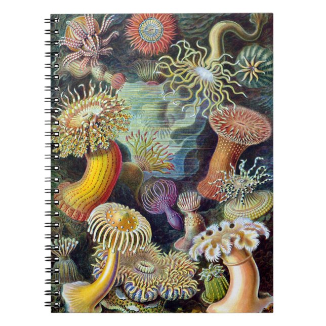 Actiniae von Ernst Haeckel Notizblock (Vorderseite)