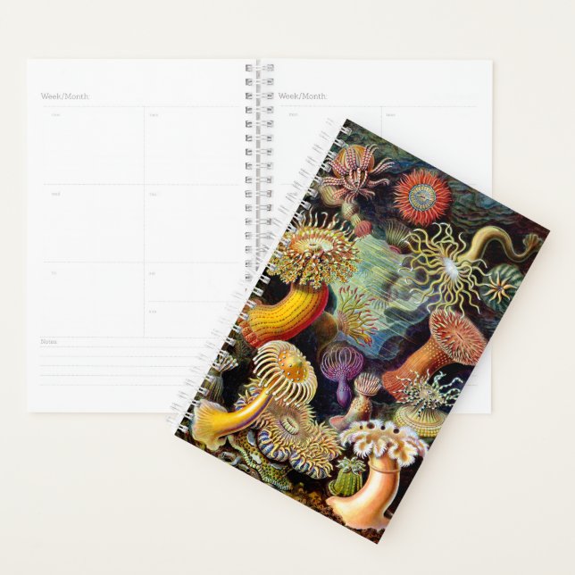 Actiniae von Ernst Haeckel Planner Planer (Anzeige)