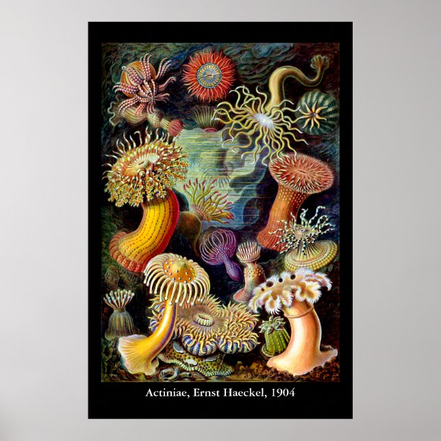 Actiniae von Ernst Haeckel Poster (Vorne)
