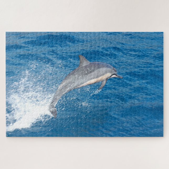 Action shot of dolphin spumping in Hawaii (Horizontal)
