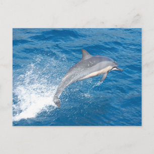 Action shot of dolphin spumping in Hawaii Postkarte