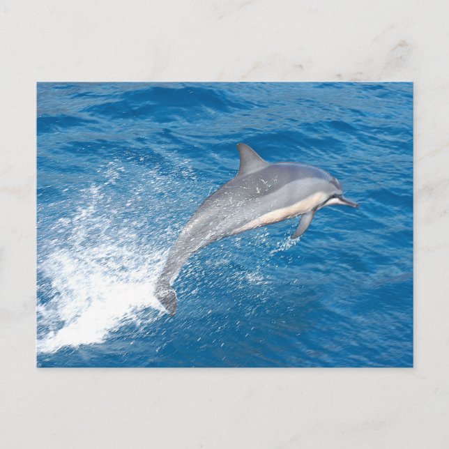 Action shot of dolphin spumping in Hawaii Postkarte (Vorderseite)