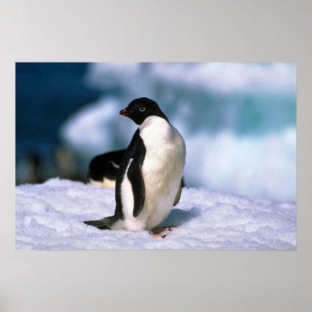 Ad?lie Penguins Poster (Vorne)