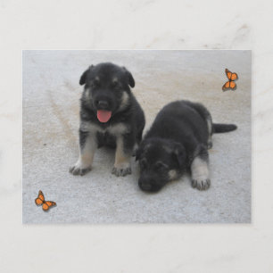 Adable Puppy Postcard Postkarte