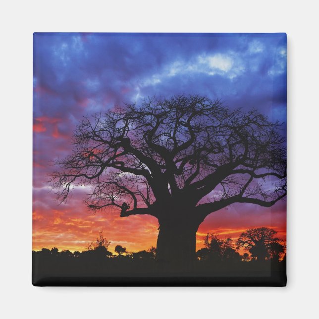 Adansonia digitata, 2 magnet (Vorne)