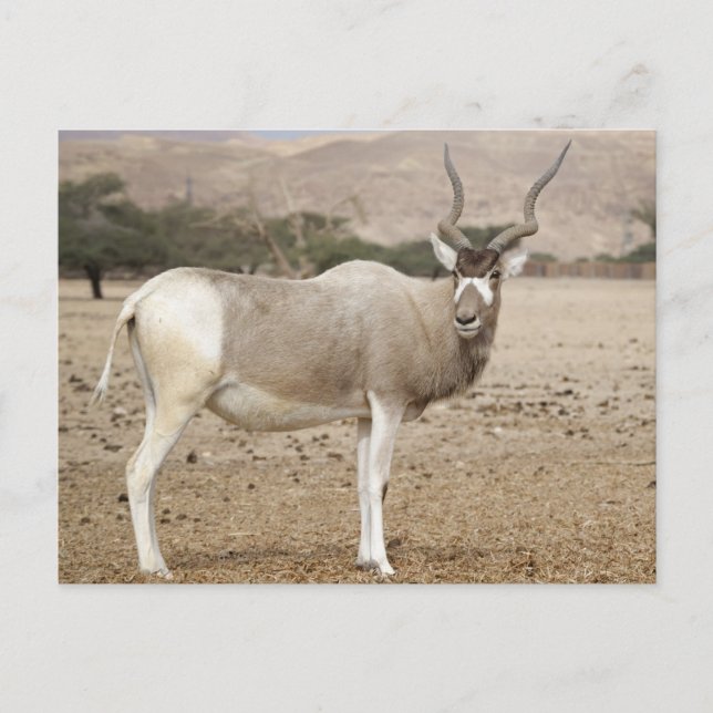 Addax Antelope Postkarte (Vorderseite)