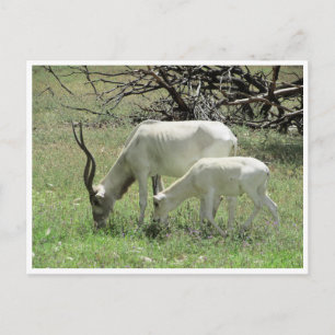 addax postkarte