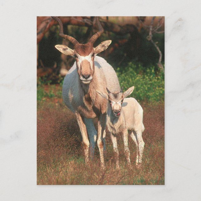 Addax/White Antelope/Screwhorne Antelope Postkarte (Vorderseite)