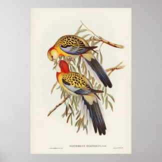 Adelaide Parakeet (Platycercus Adelaidiae) Poster