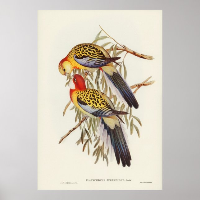 Adelaide Parakeet (Platycercus Adelaidiae) Poster (Vorne)