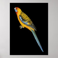 Adelaide Rosella - Platycerus elegans adelaidae