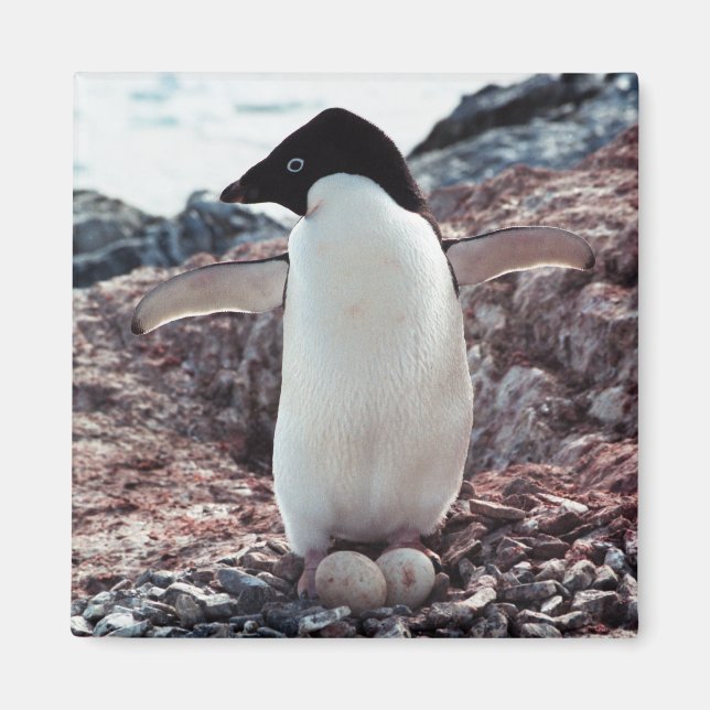 Adelie Penguin Magnet de nid (Devant)