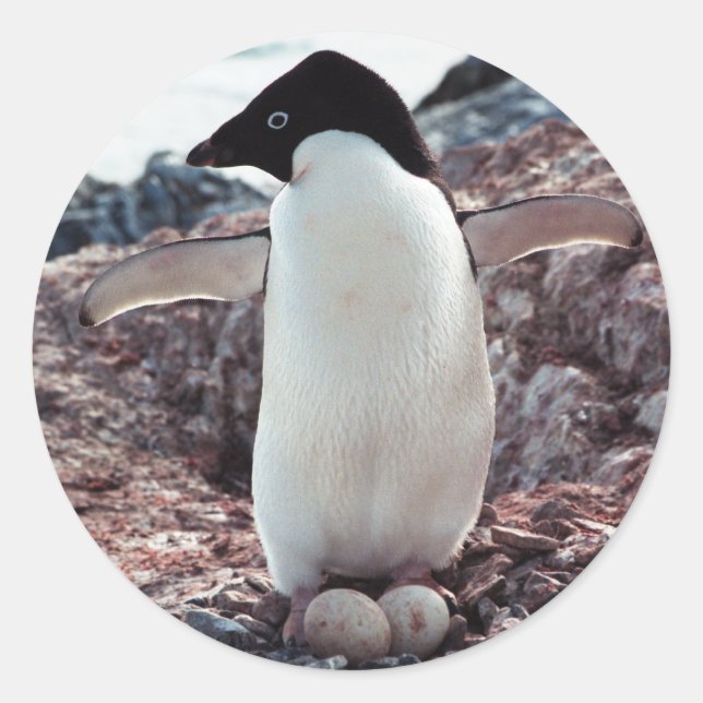 Adelie Penguin Nest Sticker (Vorderseite)