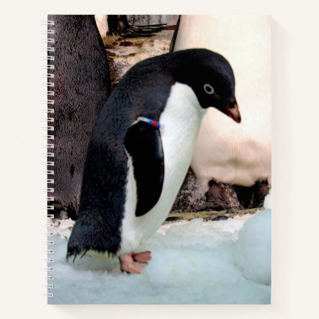 Adélie Penguin-Notebook Notizbuch (Vorderseite)