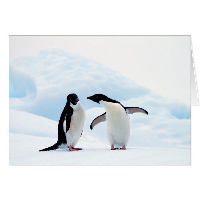 Adelie Penguins (Devant horizontal)