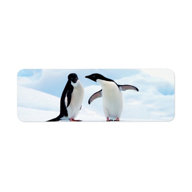 Adelie Penguins (Vorne)