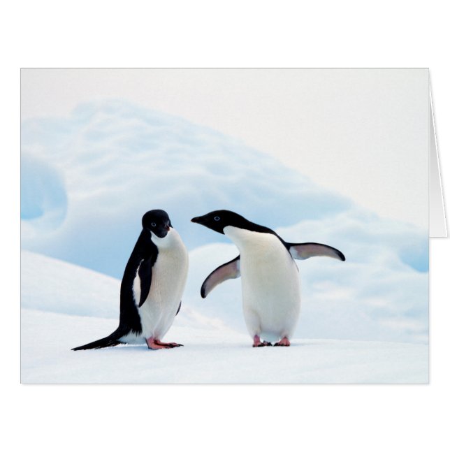Adelie Penguins (Vorderseite (Horizontal))