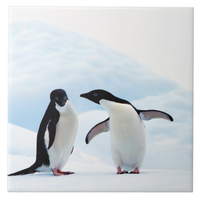 Adelie Penguins Fliese (Vorderseite)