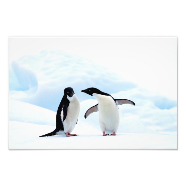 Adelie Penguins Fotodruck (Vorne)