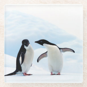 Adelie Penguins Glasuntersetzer