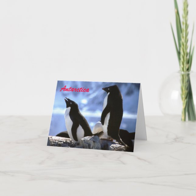 Adelie Penguins in der Antarktis Grüße Karte (Vorderseite)