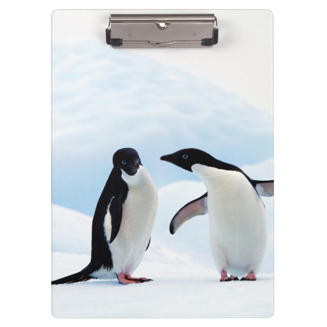 Adelie Penguins Klemmbrett (Vorderseite)