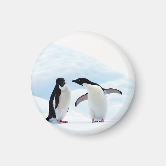 Adelie Penguins Magnet (Vorne)