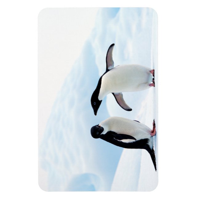 Adelie Penguins Magnet (Vertikal)