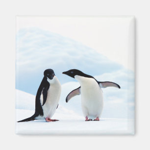 Adelie Penguins Magnet