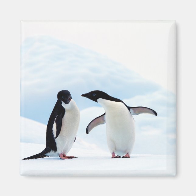 Adelie Penguins Magnet (Vorne)