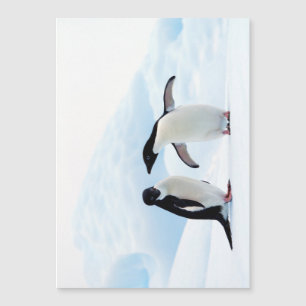 Adelie Penguins Magnetkarte