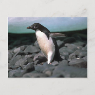 Adelie Penguins Postkarte