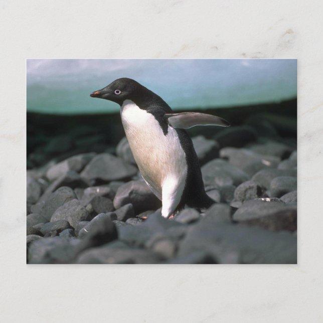 Adelie Penguins Postkarte (Vorderseite)