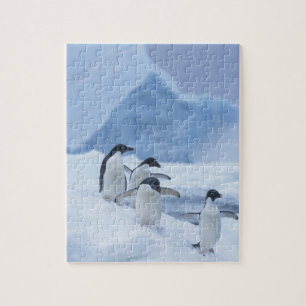 Adelie Penguins (Pygoscelis adeliae) auf Eis,
