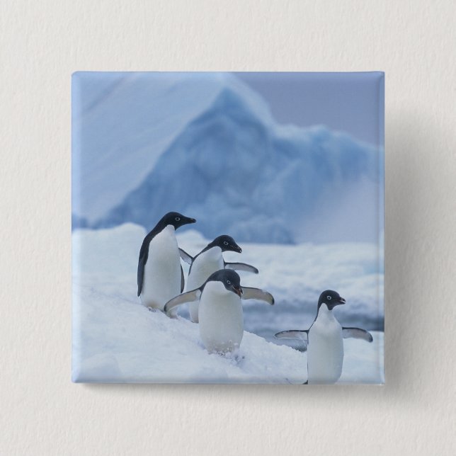 Adelie Penguins (Pygoscelis adeliae) auf Eis, Button (Vorderseite)