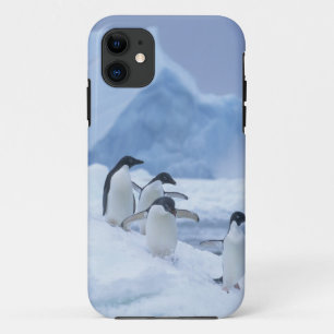 Adelie Penguins (Pygoscelis adeliae) auf Eis, title_seo2