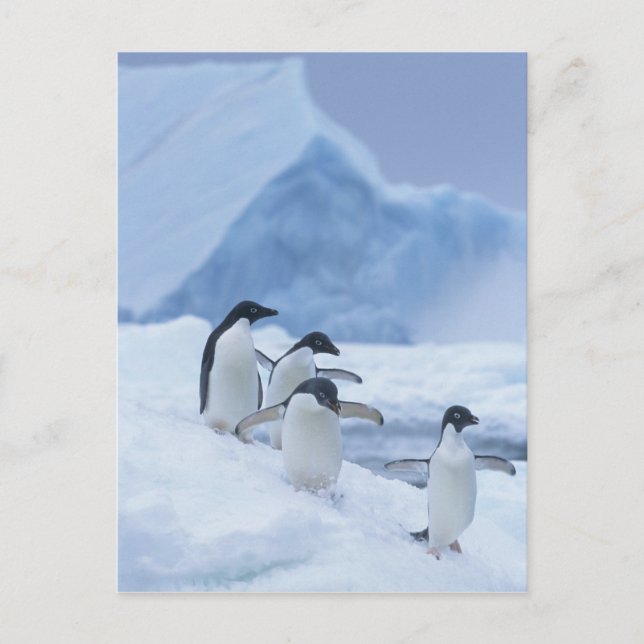 Adelie Penguins (Pygoscelis adeliae) auf Eis, Postkarte (Vorderseite)