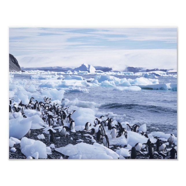 Adelie Penguins Pygoscelis adeliae Fotodruck (Vorne)