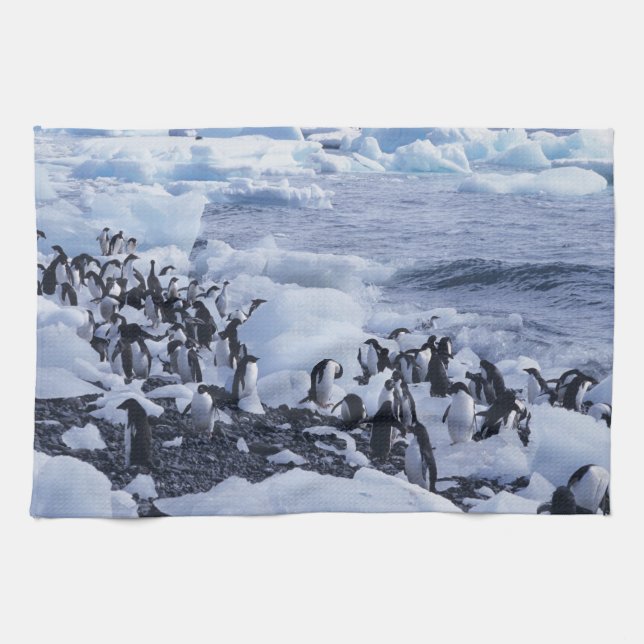 Adelie Penguins Pygoscelis adeliae Handtuch (Horizontal)