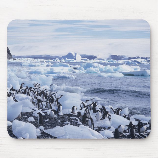 Adelie Penguins Pygoscelis adeliae Mousepad (Vorne)