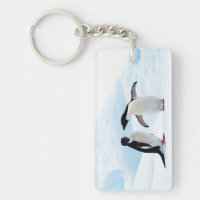 Adelie Penguins
