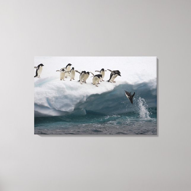 Adelie Penguins tauchen in Meer Paulette Leinwanddruck (Vorderseite)